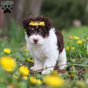 Avery, Yorkie Poo Puppy